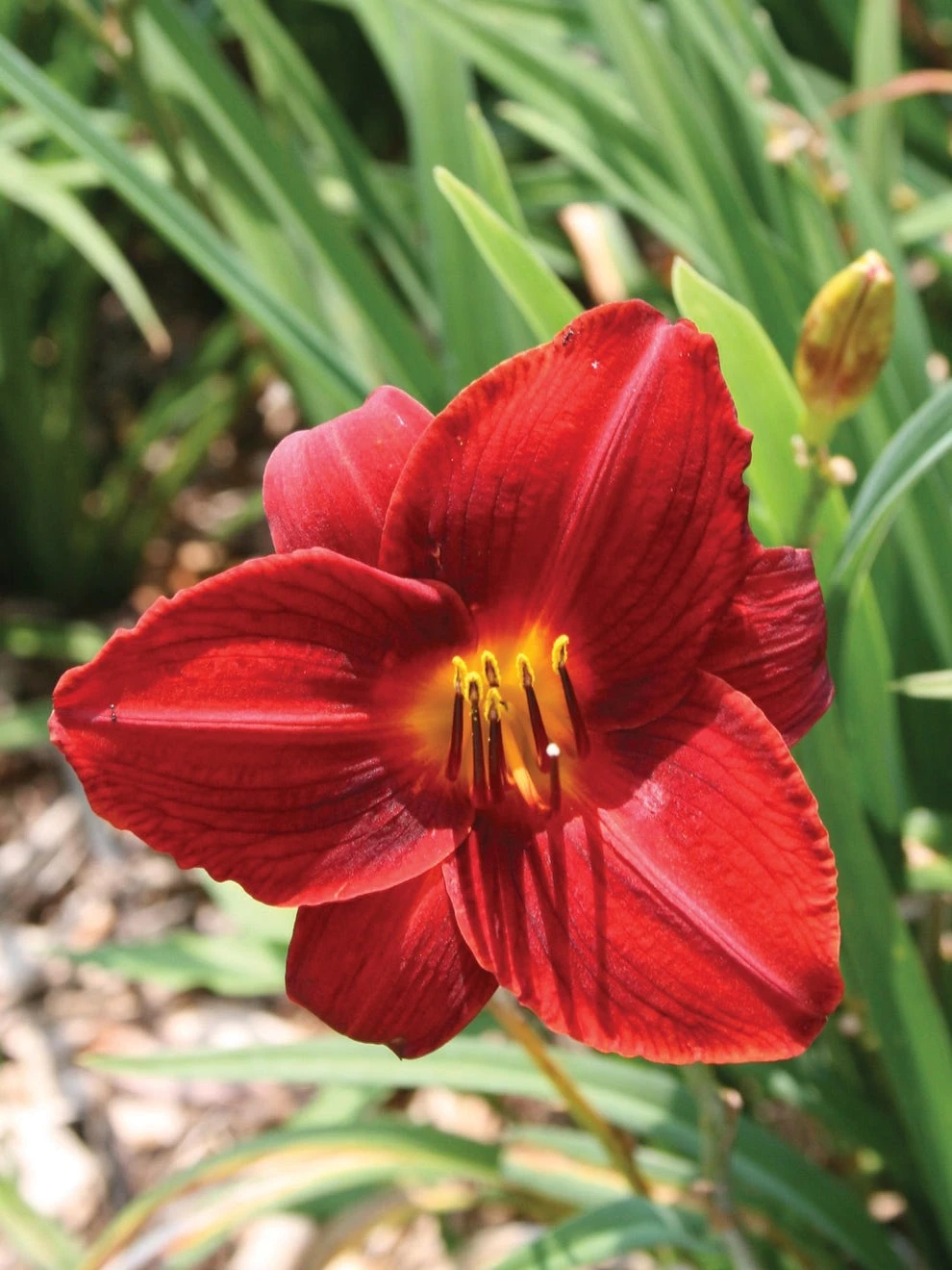 Daylily, Frankly Scarlet