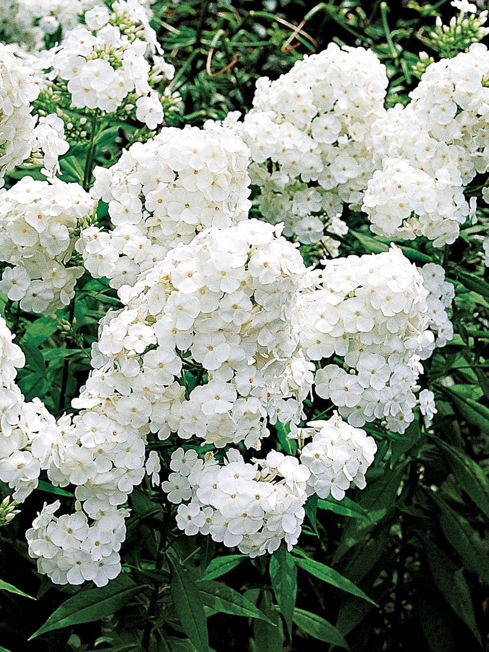 Phlox, David - Image 2