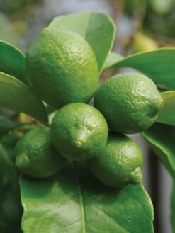 Bearss Lime Citrus Tree