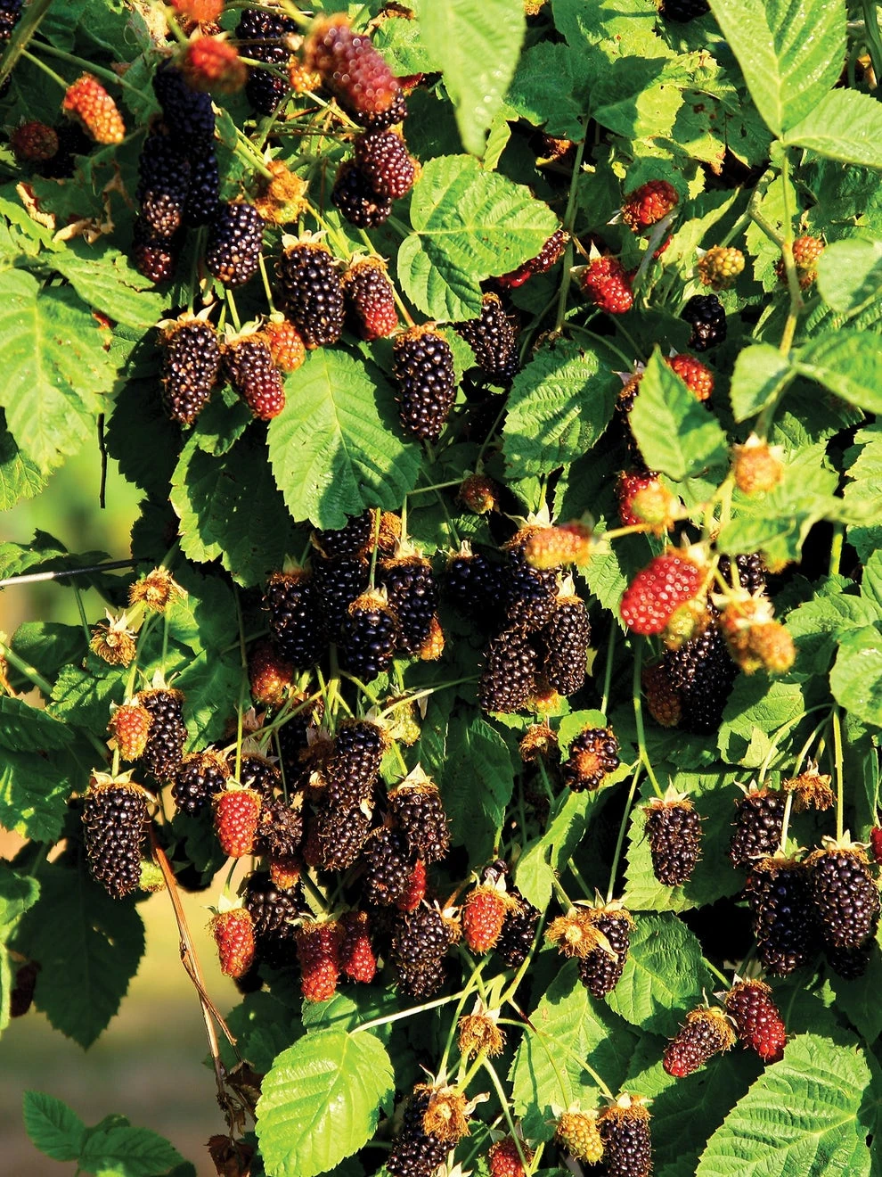 Marionberry - Image 2