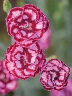 Dianthus, Scent From Heaven Angel Of Compassion