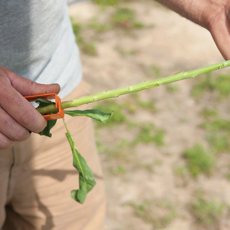 Thorn And Leaf Stripper - Image 2