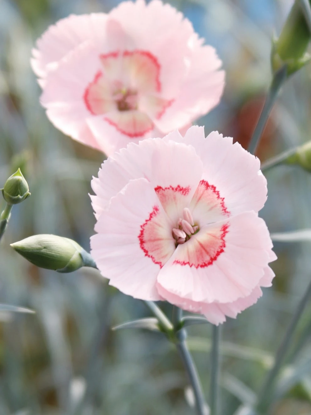 Dianthus, Georgia Peach Pie - Image 2