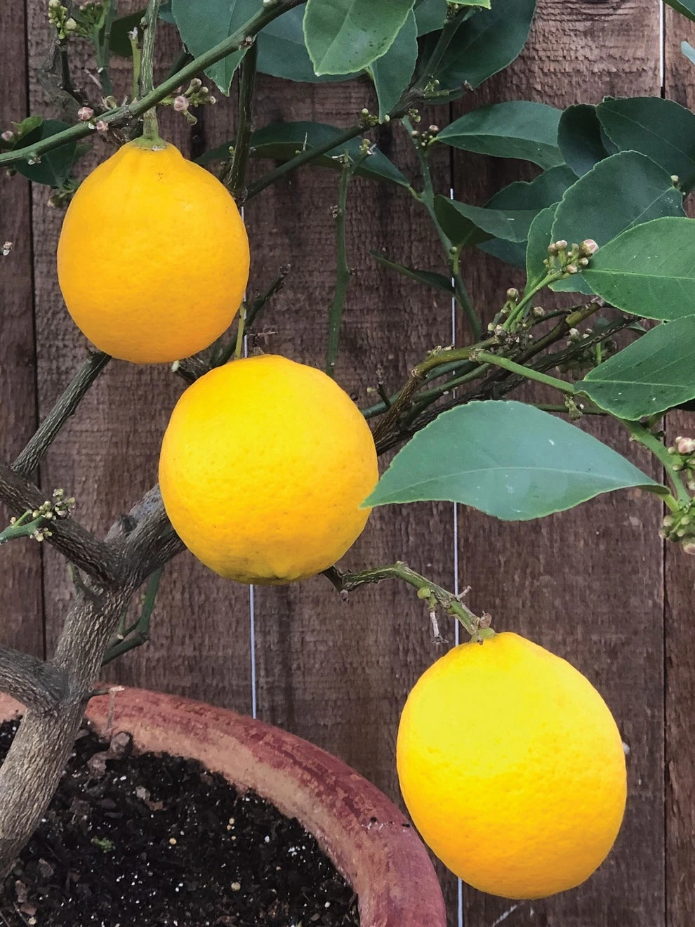 Improved Meyer Lemon Citrus Tree - Image 2