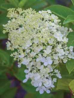 Hydrangea Paniculata, Bobo®