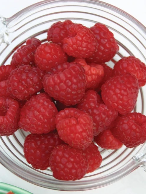Raspberry, Killarney - Image 2