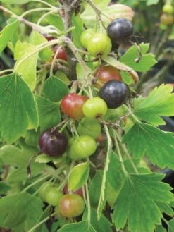 Currant, Consort Black