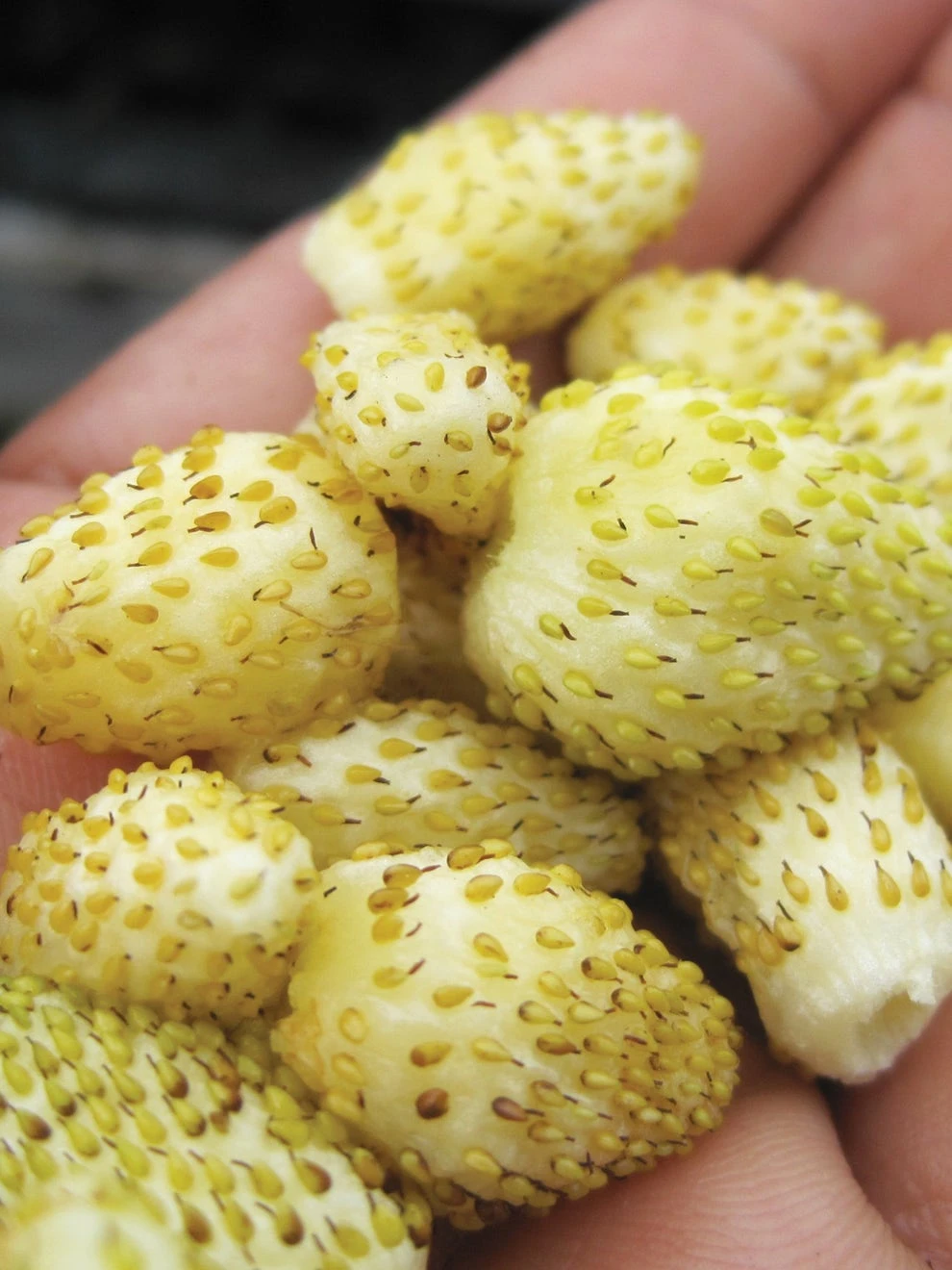 Strawberry, Alpine Yellow Wonder