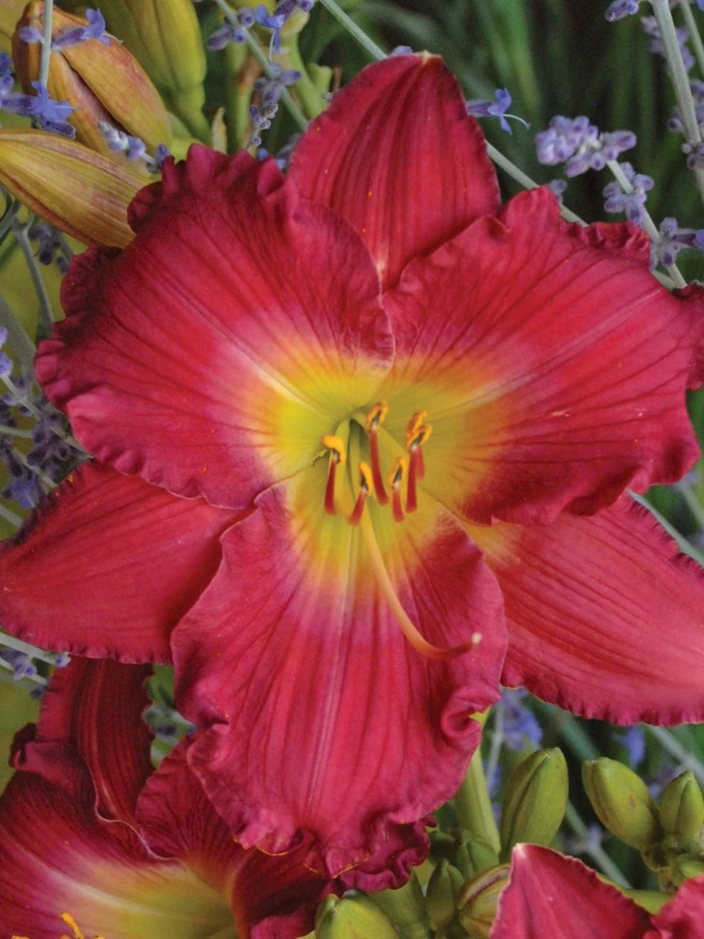 Daylily, Romantic Returns