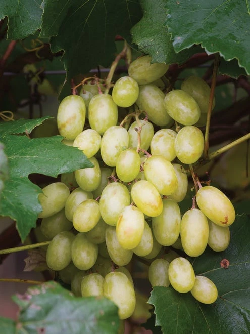 Grape, Neptune PP 12,302 - Image 3