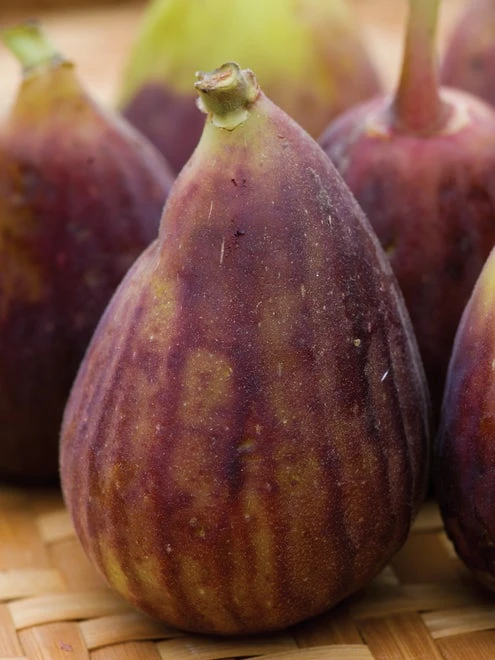 Fig, LSU Purple - Image 3