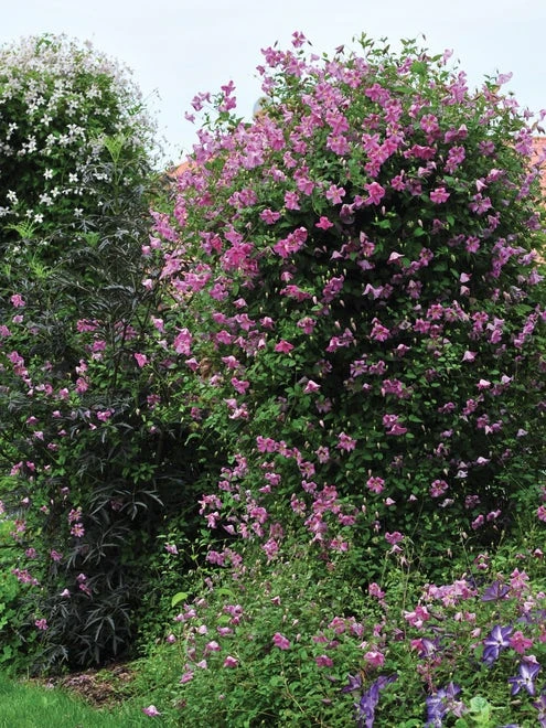 Clematis, Pink Mink® - Image 2