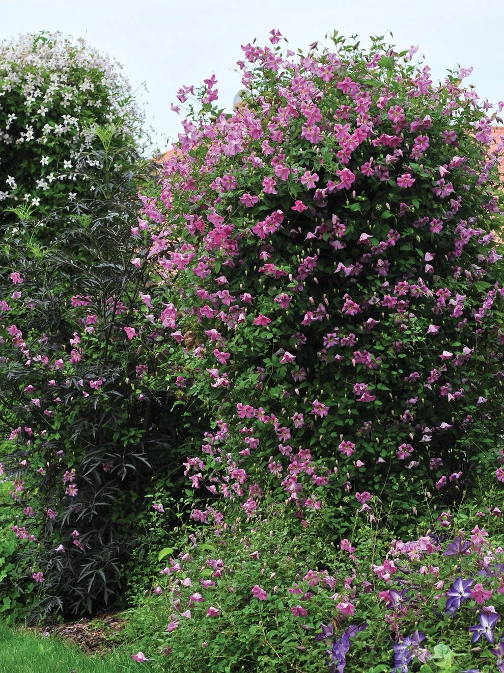 Clematis, Pink Mink®
