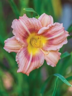 Daylily, Chorus Line