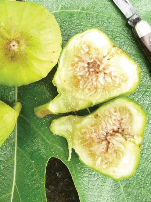 Fig, Lattarula Italian Honey - Image 2