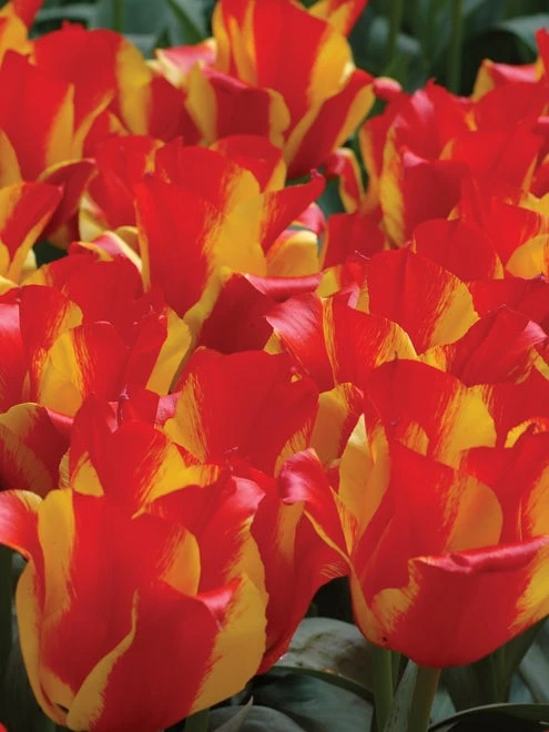 Tulip, Kiev - Image 4