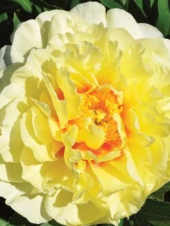 Peony, Itoh Bartzella