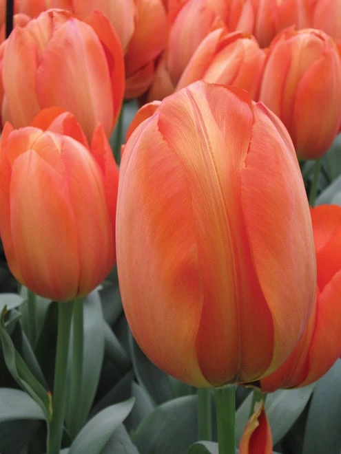 Tulip, Orange Balloon - Image 3