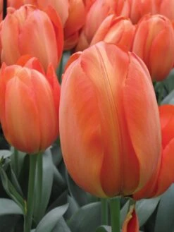 Tulip, Orange Balloon