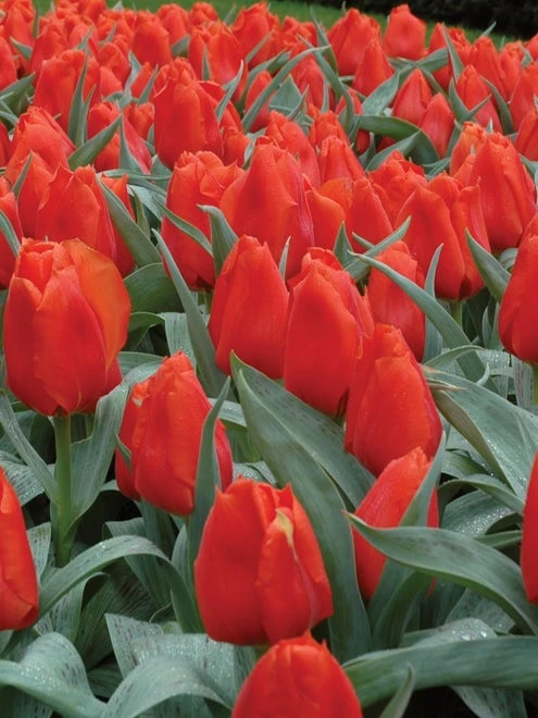 Tulip, Giant Orange Sunrise - Image 4