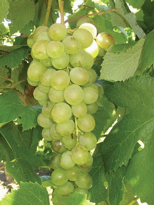 Grape, Marquis Seedless - Image 6