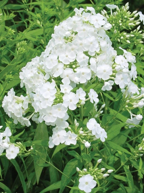 Phlox, David - Image 3