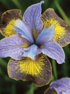 Iris, Peacock Butterfly Uncorked