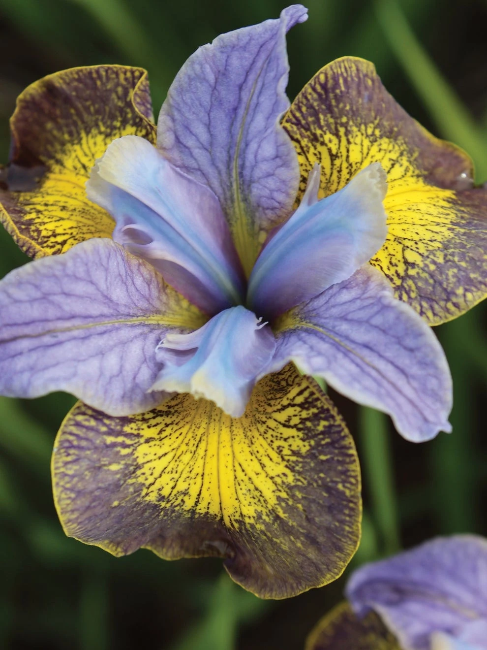 Iris, Peacock Butterfly Uncorked