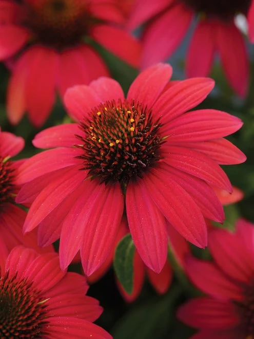 Echinacea, Sombrero Baja Burgundy - Image 2