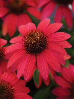 Echinacea, Sombrero Baja Burgundy