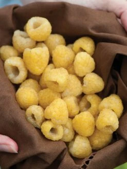 Raspberry, Fall Gold