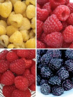 Raspberry, Favorite Collection