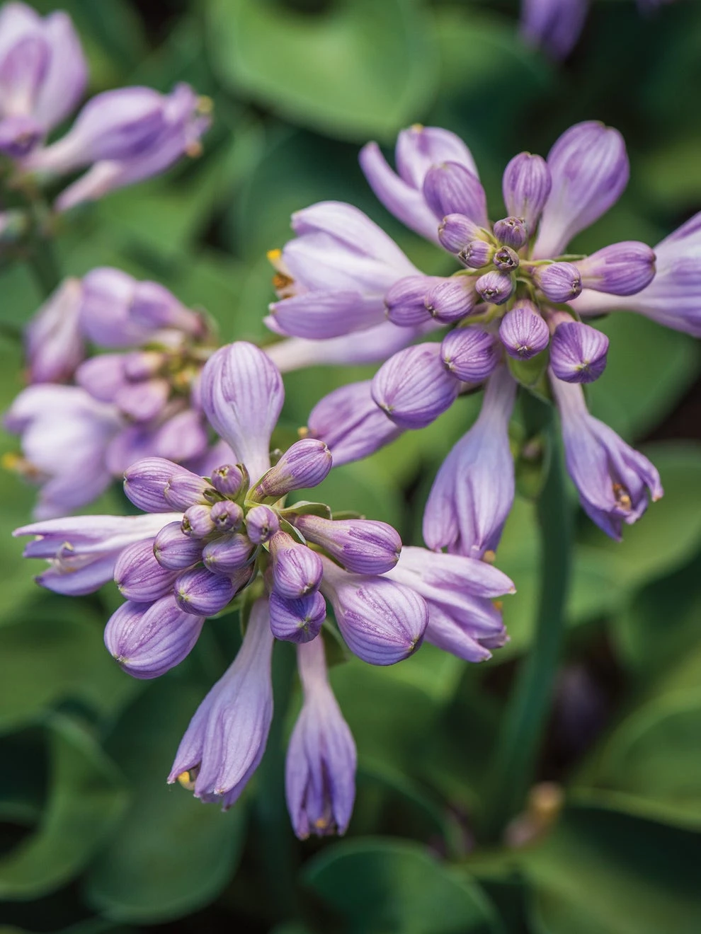 Hosta, Blue Mouse Ears - Image 3