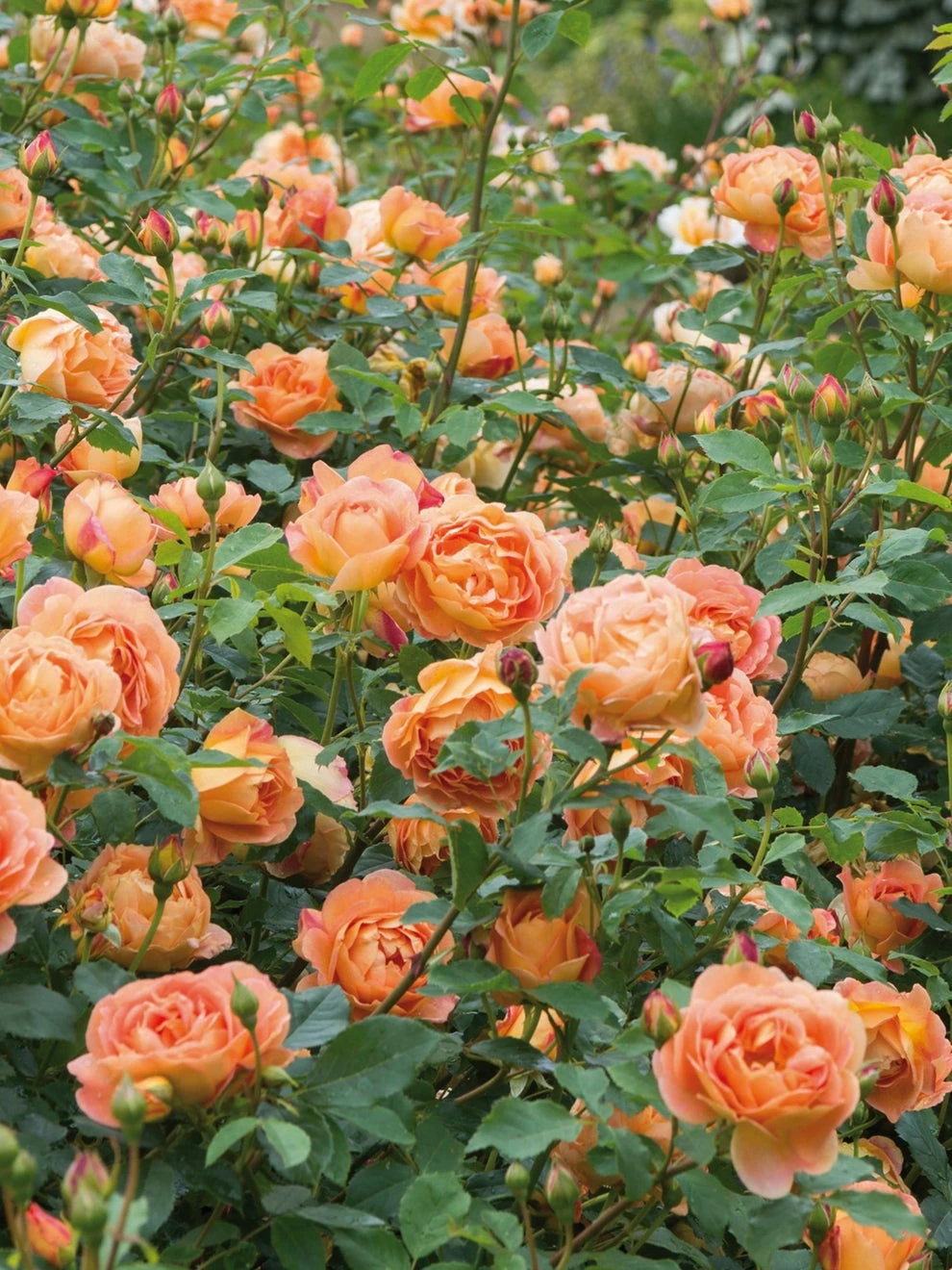 Rose, Lady Of Shalott