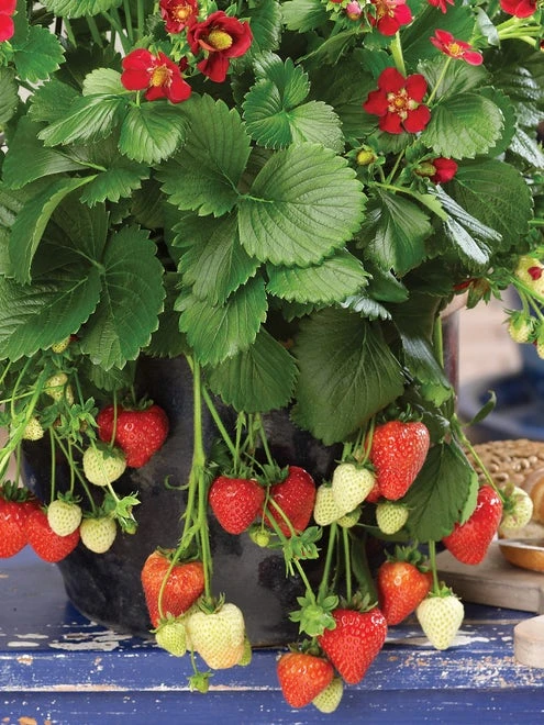 Strawberry, Ruby Ann - Image 3