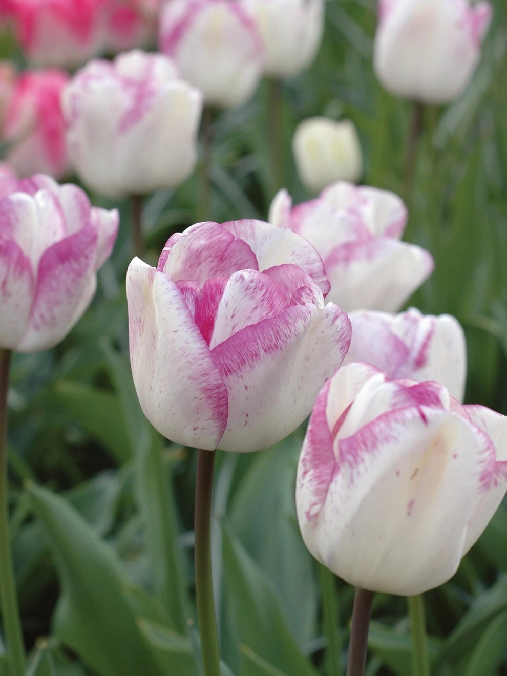 Tulip, Shirley - Image 2