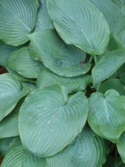 Hosta, Shadowland® Empress Wu