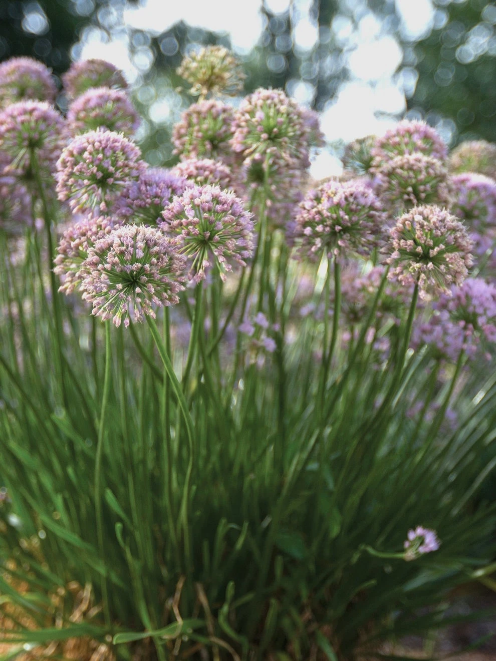 Allium, In Orbit PPAF - Image 2