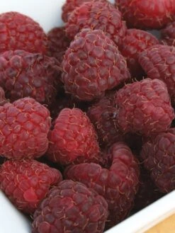 Raspberry, Crimson Night PPAF