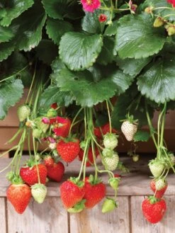 Strawberry, Summer Breeze Deep Rose