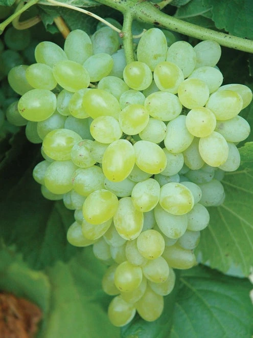 Grape, Hope Seedless - Image 2
