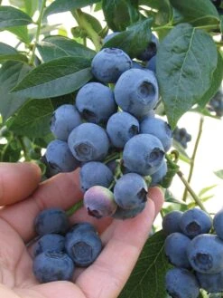Blueberry, Blueray