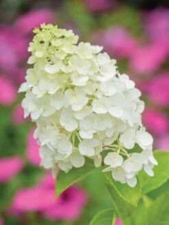 Hydrangea, Moonrock