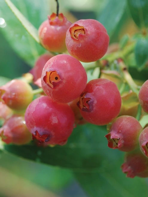 Blueberry, Pink Lemonade - Image 3