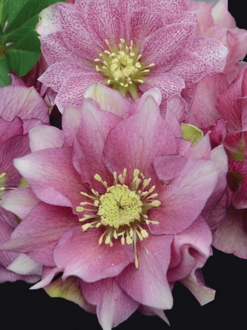 Hellebore, Wedding Party® Maid Of Honor - Image 2