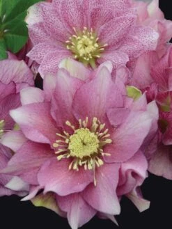 Hellebore, Wedding Party® Maid Of Honor