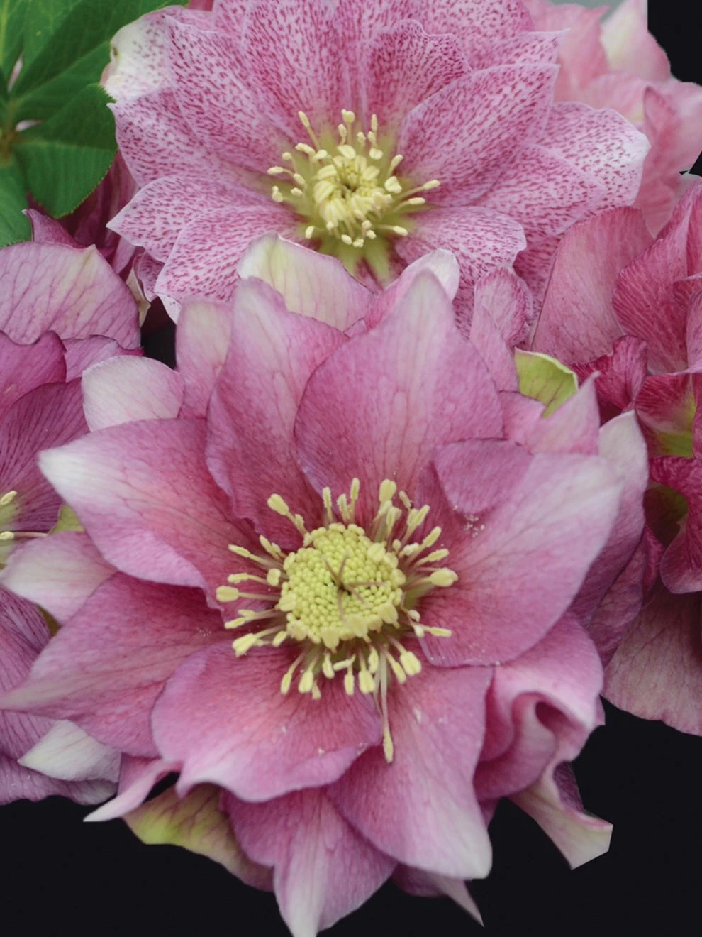 Hellebore, Wedding Party® Maid Of Honor