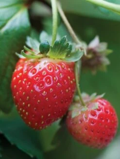 Strawberry, Mara Des Bois
