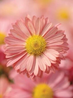 Garden Mum, Mammoth Daisy Coral