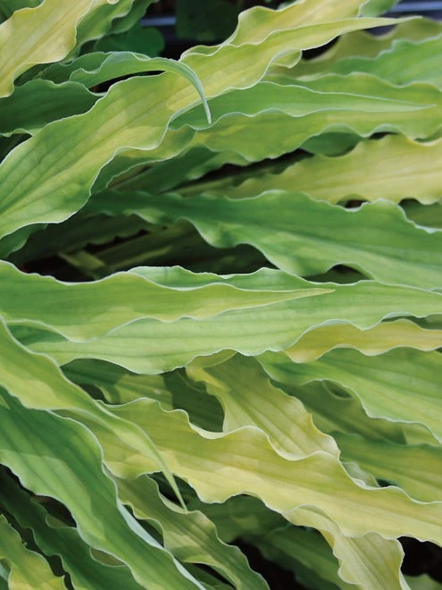 Hosta, Curly Fries - Image 4